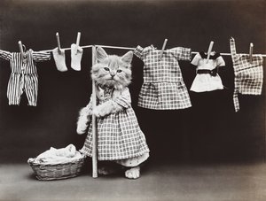 Kitties Serie: Wäsche trocknen, ca. 1914 von Harry Whittier Frees