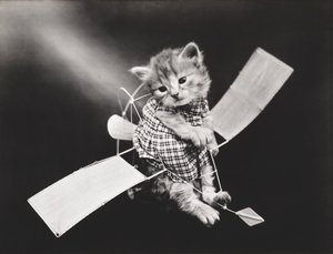 Kätzchen-Serie: Pilot fliegt Flugzeug, ca. 1914 von Harry Whittier Frees