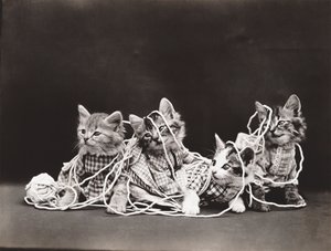 Kitties Serie: In Garn verheddert, ca. 1914 von Harry Whittier Frees