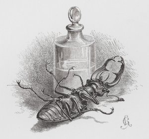 Das Insekt: Toter Käfer von Hector Giacomelli