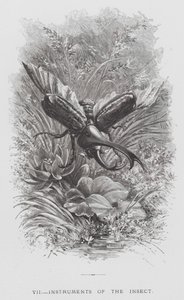 Das Insekt: Instrumente des Insekts von Hector Giacomelli