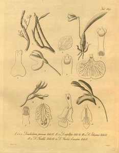 Diese Datei stammt aus der Biodiversity Heritage Library und ist online verfügbar unter biodiversitylibrary.org/page/698365