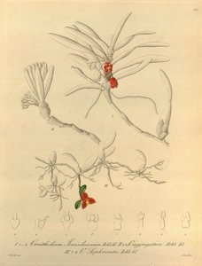 Diese Datei stammt aus der Biodiversity Heritage Library und ist online verfügbar unter biodiversitylibrary.org/page/696484