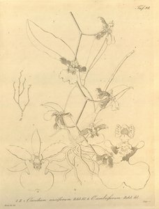 Diese Datei stammt aus der Biodiversity Heritage Library und ist online verfügbar unter biodiversitylibrary.org/page/696498 von Heinrich Gustav Reichenbach