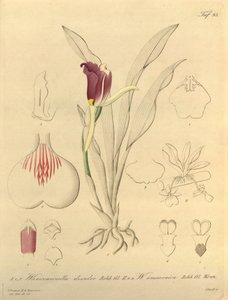 Diese Datei stammt aus der Biodiversity Heritage Library und ist online verfügbar unter biodiversitylibrary.org/page/696493