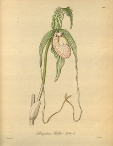 Diese Datei stammt aus der Biodiversity Heritage Library und ist online verfügbar unter biodiversitylibrary.org/page/698377