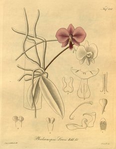 Diese Datei stammt aus der Biodiversity Heritage Library und ist online verfügbar unter biodiversitylibrary.org/page/698347