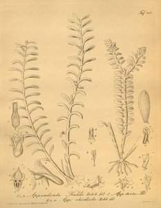 Illustrationen von Appendicula kuhlii von Heinrich Gustav Reichenbach