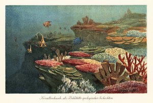 Uralte Korallenriffe auf dem Meeresboden von Heinrich Harder