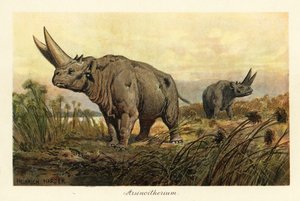 Arsinotherium, ausgestorbene Gattung der Paenungulaten