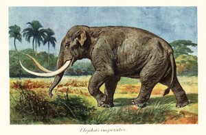 Kolumbianisches Mammut, ausgestorbene Art des Mammuts, Pleistozän