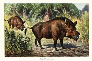 Entelodon, ausgestorbene Gattung der Entelodonten