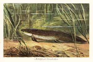 Ausgestorbener Ceratodus latissimus zwischen Schilf am Meeresboden von Heinrich Harder