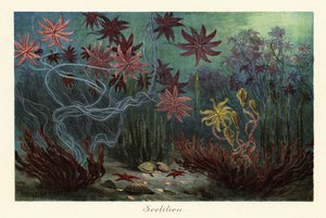 Ausgestorbene Seelilien oder Crinoiden, Crinoidea, auf dem Meeresboden, 1908 von Heinrich Harder