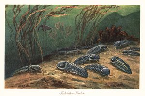 Ausgestorbene Trilobiten auf dem Meeresboden von Heinrich Harder