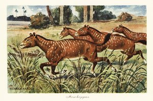 Mesohippus, ausgestorbene Gattung des frühen Pferdes, 1908 (Druck)
