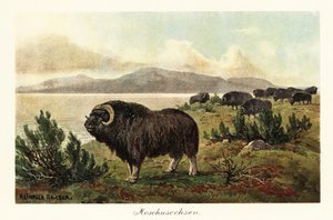 Moschusochse, Ovibos moschatus (Druck)