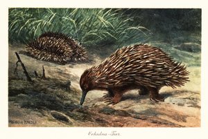 Kurzschnabeligel, Tachyglossus aculeatus, auf Nahrungssuche von Heinrich Harder