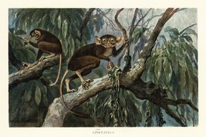 Tarsius, Haplorrhine Primatengattung der Koboldmakis, 1908 von Heinrich Harder