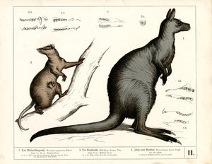 Australische und amerikanische Beuteltiere von Heinrich Leutemann