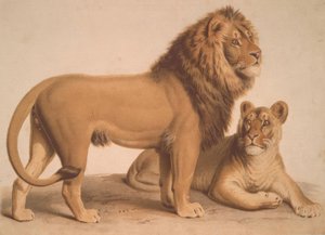Der Löwe / Felis Leo
