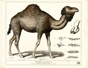 Dromedar mit anatomischen Details von Heinrich Leutemann