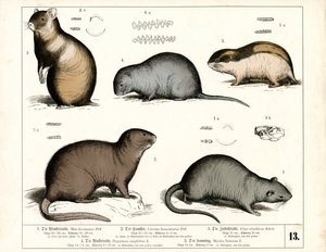Europäische Nagetiere: Ratten und Wühlmäuse von Heinrich Leutemann