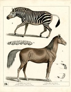 Pferd und Zebra mit anatomischen Details von Heinrich Leutemann