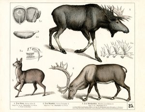 Nördliche Hirscharten und Moschustiere von Heinrich Leutemann