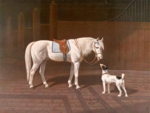 Pferd, Schimmel (nach H. Sperling)
