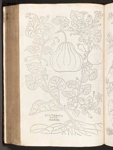 BT3.267.5 S.368 Kürbis, Illustration aus De historia stirpium commentarii insignes von Leonhart Fuchs, 1542