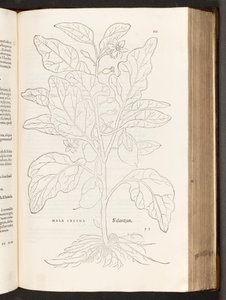 BT3.267.5 S.533 Aubergine, Illustration aus De historia stirpium commentarii insignes von Leonhart Fuchs, 1542