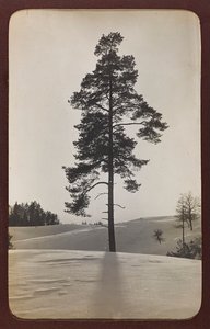 Erster Weltkrieg: die Ukraine in den Jahren 1914-1916 während der Invasion der deutschen Armee. Landschaft mit Schnee (s/w Foto) von Heldenfriedhof Dsessentniki (attr. to)