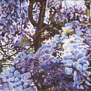Blaue Wisteria