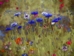 Kornblumenblau von Helen White