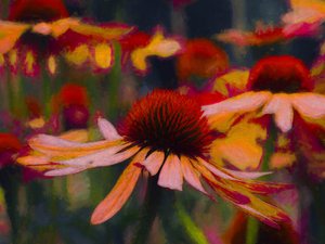 Gänseblümchen Gänseblümchen