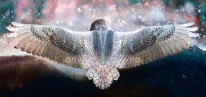 Wage es zu fliegen, 2019 von Helen White