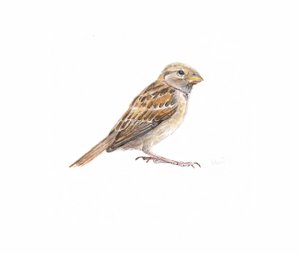 Weiblicher Spatz II