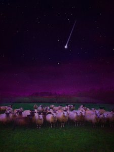 Herde bei Nacht, 2019 von Helen White