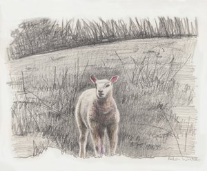 Lamby