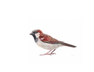 Männlicher Spatz II