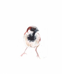 Männlicher Spatz I