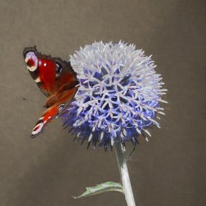 Pfau auf blauer Distel, 2018 von Helen White