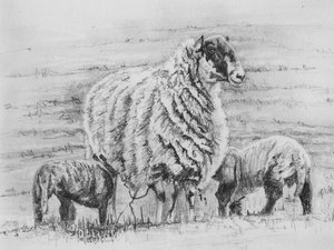 Stolzes Mutterschaf, 2012