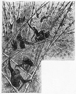 Hoolocks im Bambusdschungel, ca. 1900