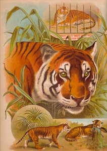 Der Tiger, um 1900