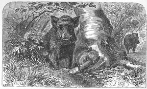 Wildschweine im Wald, ca. 1900