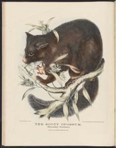 Säugetiere Australiens (Krefft) Nla.obj-33627803-10 Der Rußige Opossum von Helena Scott