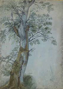 Studie eines Baumes, 1597-99