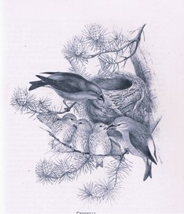 Kreuzschnäbel, Natur in Großbritannien veröffentlicht von Collins, 1946 von Hendrik Gronvold